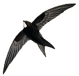 falciot negre