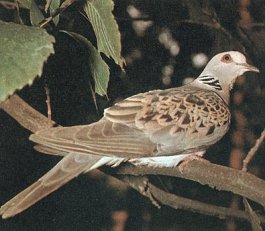 tòrtora
