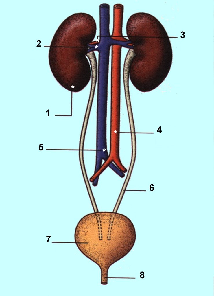 http://www.educa.jcyl.es/educacyl/cm/gallery/Recursos%20Infinity/juegos_jcyl/cuerpo_uri/aparatourinario_plus.html