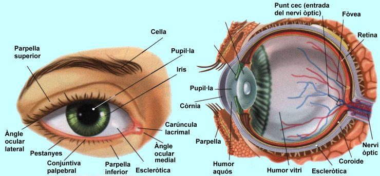 Resultado de imagen de com funciona l'ull huma