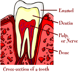 http://www.healthyteeth.org/toothGrowth/parts.html tooth.gif