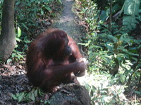 Orangutan malayo