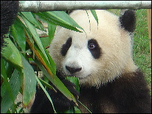 Osito Panda en la reserva de Wolong