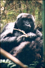 Gorila espalda plateada en los Virunga