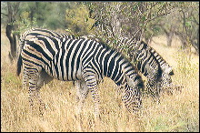 Taxis de la sabana del kruger