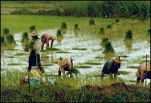 Arrozales