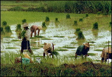 Arrozales