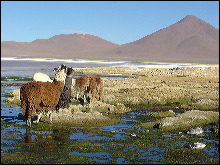 Llamas en la Laguna Colorada