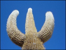 Cardon(cactus) en el Salar de Uyuni