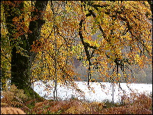 Colorido en los bosques escoceses