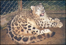 Leopardo de las nieves en la reserva