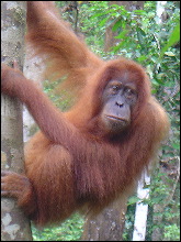 Orangutan