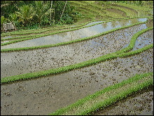 Arrozales