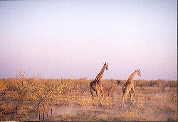 Jirafas en las llanuras