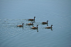 Patitos