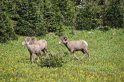 Bighorn sheep