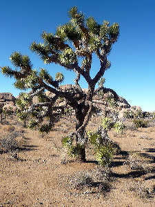 Joshua Tree NP