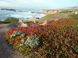 Playa cerca de SFO