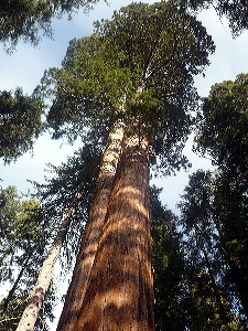 Sequoia