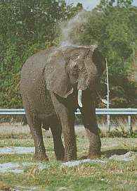 Elefant afric