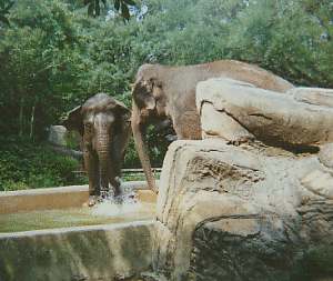 Elefants asitics