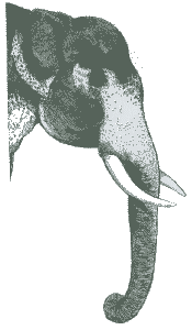 Cap d'elefant