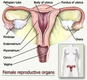 aparell femeni