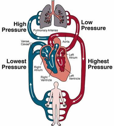 arteries and veins of neck. Toarteries of body head neck