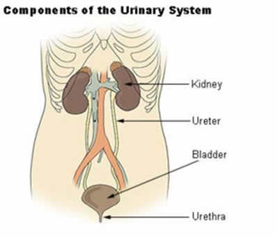 excretory