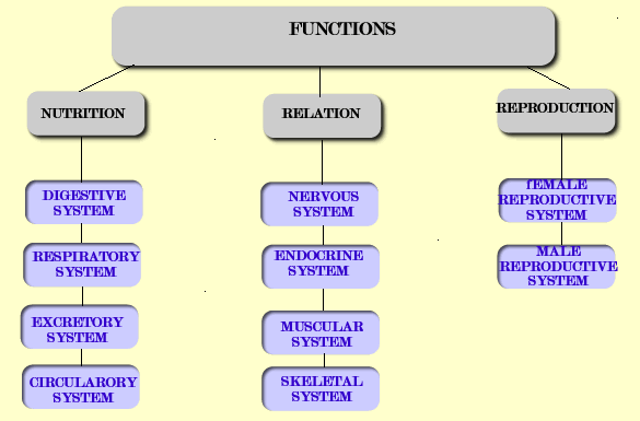 ESQUEMA