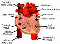 heart