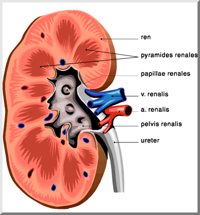 kidney
