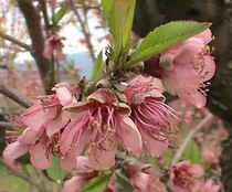 Flor del presseguer