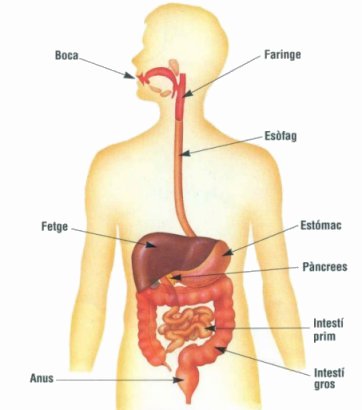Resultat d'imatges de aparell digestiu