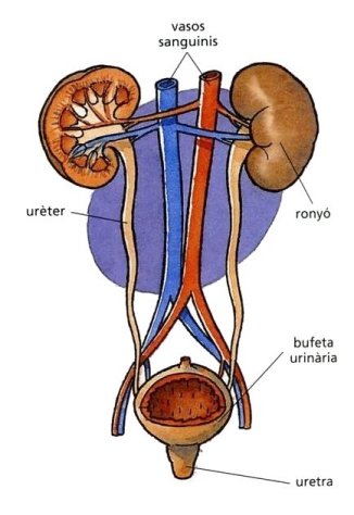 Resultat d'imatges de aparell excretor per nens