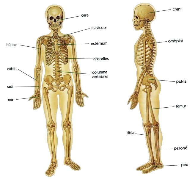 Resultat d'imatges de ossos cos huma
