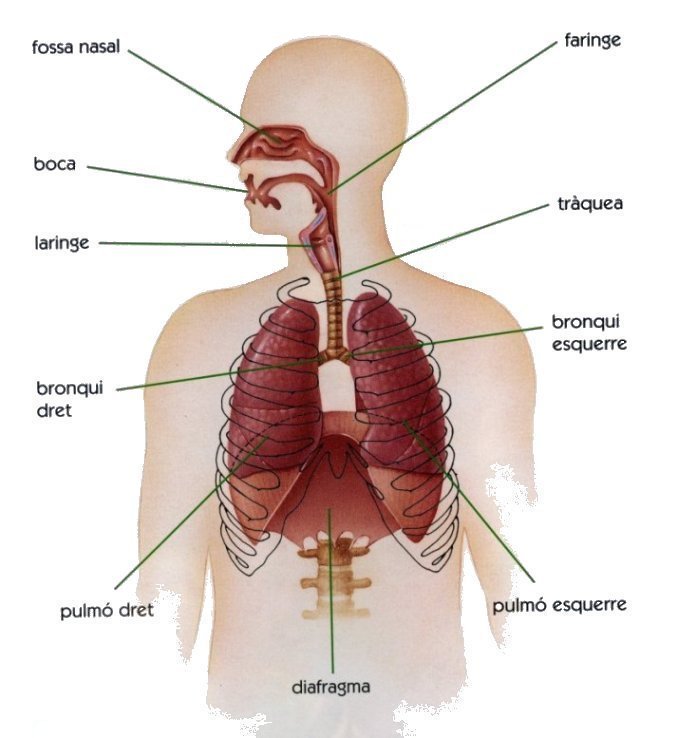 Resultat d'imatges de esquema aparell respiratori