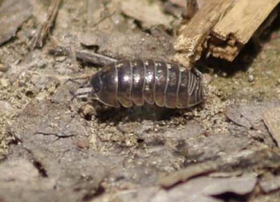 Porcellio Laevis