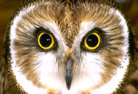 mussol (Athene noctua)