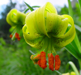 Marclic groc Lilium pyrenaicum