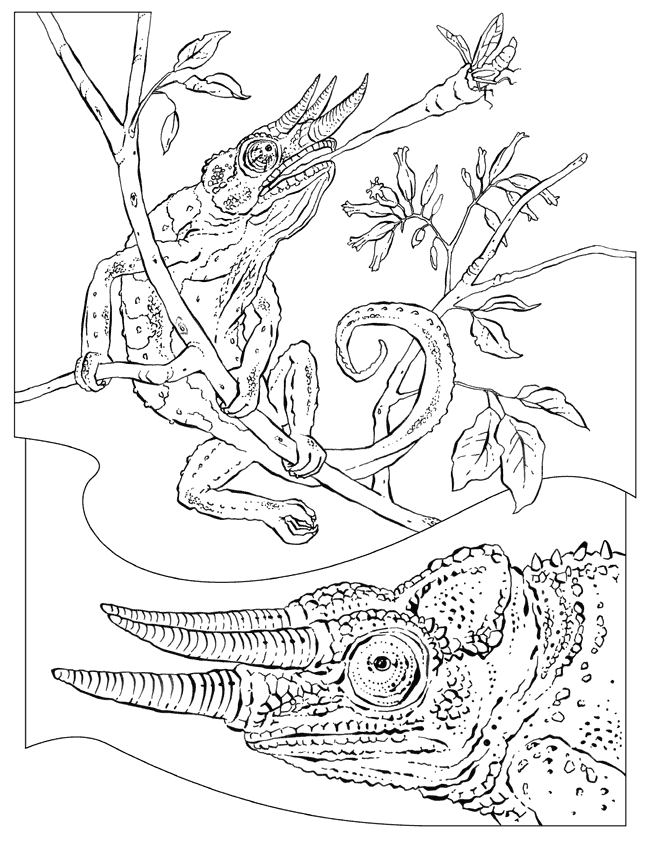 national geographic coloring pages of animals - photo #19