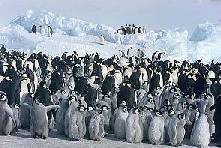 Colònies de pingüins