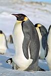 Pingüí Emperador i el seu petit