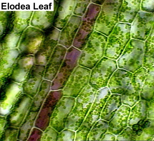 elodea_cells.jpg