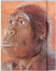 Homo Habilis