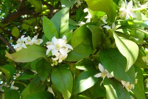 Flor de taronger