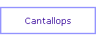 Cantallops