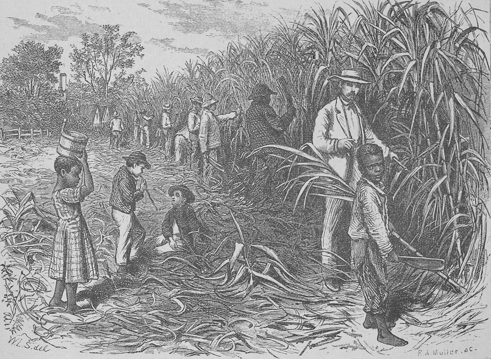 sugarLuisiana
