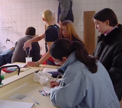 Nois i noies de 2n d'ESO treballant al laboratori  (IES Joan Miró, L'Hospitalet de Llobregat