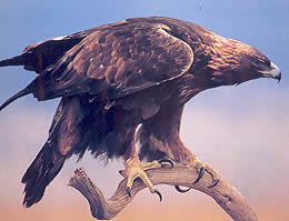 aguila20real.jpg